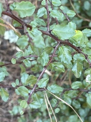 Rhamnus crocea