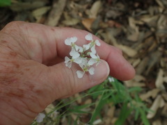 Hesperidanthus linearifolius