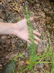 Lespedeza cuneata