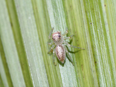 Cytaea