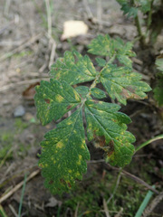 Quasipucciniastrum ochraceum