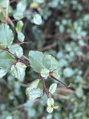 Rhamnus crocea