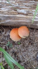 Flammulaster erinaceellus