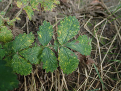 Quasipucciniastrum ochraceum