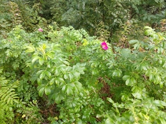 Rosa rugosa