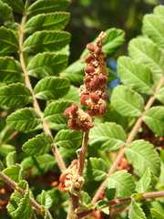 Rhus coriaria
