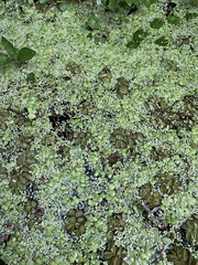 Salvinia molesta