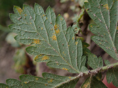 Quasipucciniastrum ochraceum