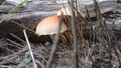 Flammulaster erinaceellus