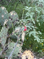 Cylindropuntia leptocaulis