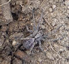 Alopecosa inquilina