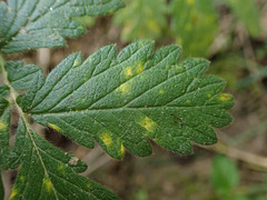 Quasipucciniastrum ochraceum