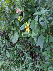 Bidens laevis