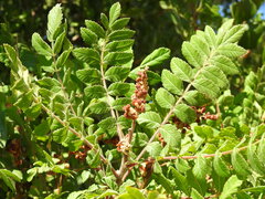 Rhus coriaria