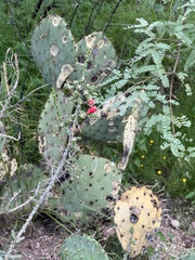 Cylindropuntia leptocaulis