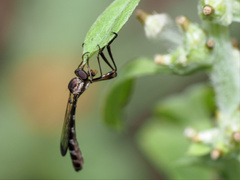 Leptogaster