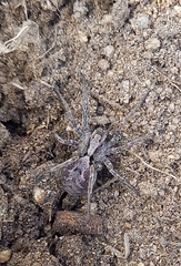 Alopecosa inquilina