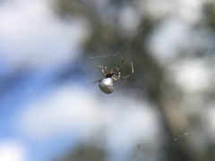 Argyrodes
