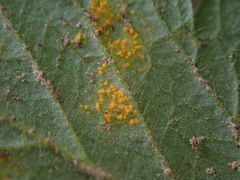 Quasipucciniastrum ochraceum