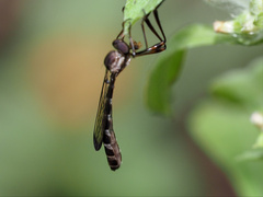 Leptogaster