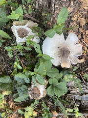 Agaricus placomyces