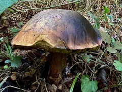 Butyriboletus pseudoregius
