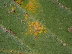 Quasipucciniastrum ochraceum