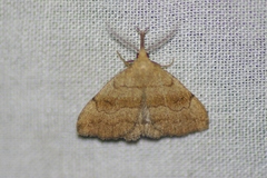 Phalaenostola metonalis