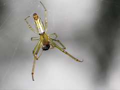 Leucauge decorata