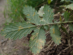 Quasipucciniastrum ochraceum