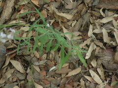 Hesperidanthus linearifolius