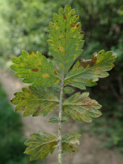 Quasipucciniastrum ochraceum