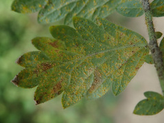 Quasipucciniastrum ochraceum