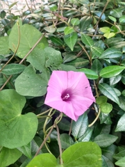 Ipomoea triloba