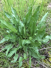 Rumex