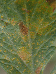 Quasipucciniastrum ochraceum