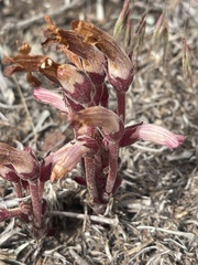 Aphyllon fasciculatum
