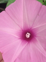 Ipomoea triloba