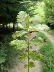 Quasipucciniastrum ochraceum