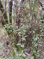 Coprosma quadrifida