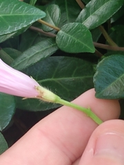 Ipomoea triloba