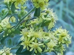 Solidago virgaurea
