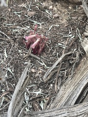 Aphyllon fasciculatum