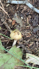 Pseudosperma sororium