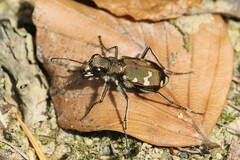 Cicindela sylvicola