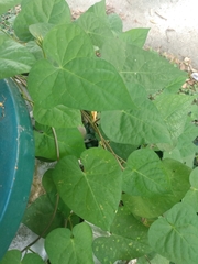 Ipomoea triloba