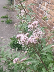 Eupatorium cannabinum