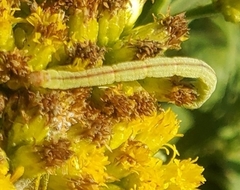 Chlorochlamys chloroleucaria