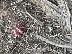 Aphyllon fasciculatum