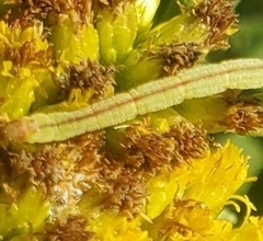 Chlorochlamys chloroleucaria